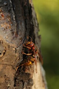Calabrone sul tronco di un albero