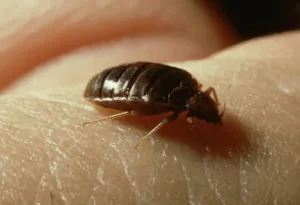 Caratteristiche cimici da letto Caratteristiche cimici da letto