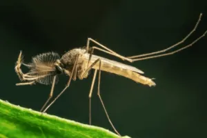 Insetti chironomidi Insetti chironomidi