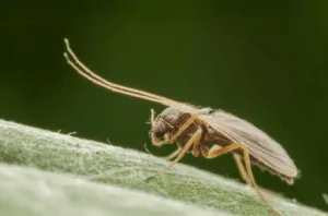 Caratteristiche chironomidi Caratteristiche chironomidi