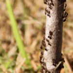 Colonia di formiche cammina sul tronco di un albero