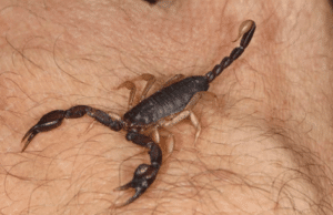 come eliminare gli scorpioni da casa