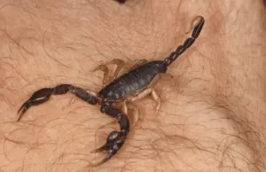 come eliminare gli scorpioni da casa come eliminare gli scorpioni da casa