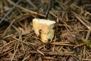 Formiche salgono su un pezzo di pane caduto a terra per procurarsi cibo 