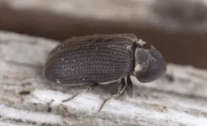 Rimedi tarli legno Rimedi tarli legno