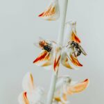 Mosche su un fiore bianco, rosso e arancione