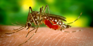 Zanzara sul punto di pungere