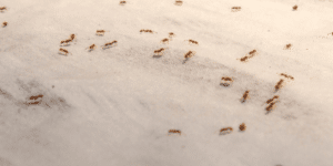 Gruppo di formiche camminano su un tessuto in una casa