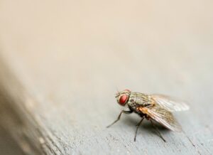 Mosca comune poggia su un tavolo