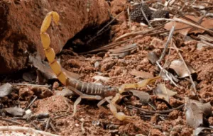 Disinfestazione scorpioni in casa