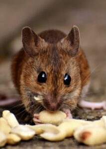 Topo marrone in casa si nutre del cibo lasciato in giro