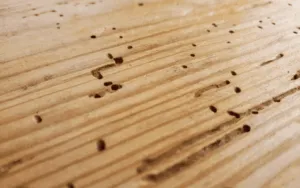 Effetti tarli nel ragno Effetti tarli nel ragno