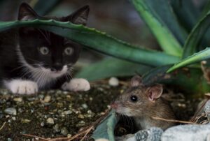 Topo si nasconde sotto le foglie di una pianta in giardino