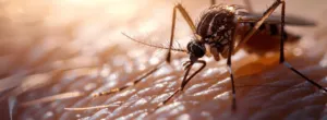 Disinfestazione dengue