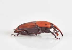 Punteruolo rosso trattamento Punteruolo rosso trattamento