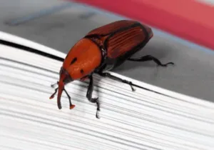 Eliminare il punteruolo rosso Eliminare il punteruolo rosso