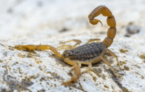 Scorpioni riproduzione