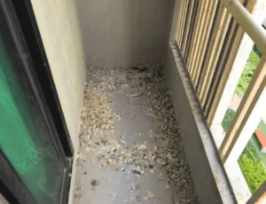 Servizio guano piccione professionale Servizio guano piccione professionale