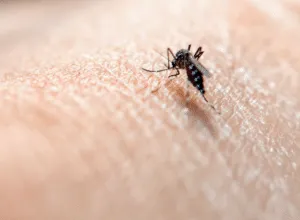 Infestanti centro benessere Infestanti centro benessere
