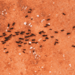 Formiche camminano in gruppo su una superficie esterna