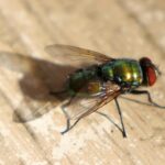 Mosca su un tavolo di legno