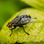 Mosca su una foglia verde