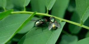 Mosche su una foglia verde