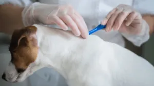 Motivi per effettuare una disinfestazione pulci Motivi per effettuare una disinfestazione pulci