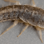Caratteristiche pesciolini d'argento