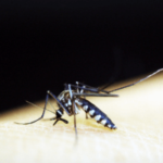 Proteggersi dai pizzichi di zanzare con le giuste precauzioni