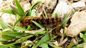 Processionaria su un mucchio di foglie Processionaria su un mucchio di foglie