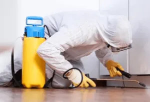 Costo disinfestazione cimici da letto Costo disinfestazione cimici da letto