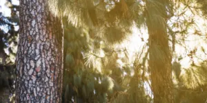Processionarie sopra un pino Processionarie sopra un pino