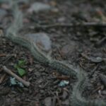 Processionare in fila che camminano su un terreno