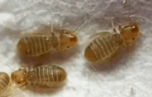 Infestazione da psocotteri Infestazione da psocotteri