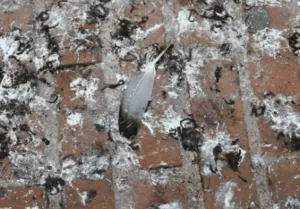 Bonifica guano piccioni Bonifica guano piccioni