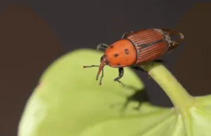 Punteruolo rosso gigante Punteruolo rosso gigante
