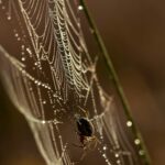 Ragno tesse una ragnatela in un campo