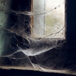 Ragnatela spessa e ampia davanti a una finestra