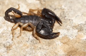 Debellare scorpioni