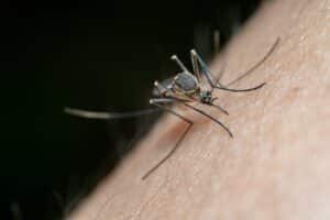 Rimedio naturale per combattere le punture di zanzara