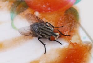 Mosca mangia cibo avanzato da un tavolo