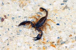 Scorpioni domestici