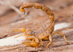 Infestazione scorpioni