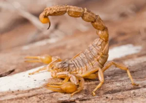 Infestazione scorpioni Infestazione scorpioni