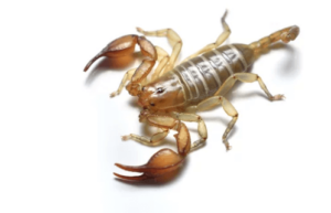 come eliminare gli scorpioni da casa