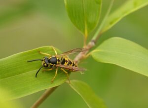 Una vespa comune si appoggia sulla foglia di una pianta