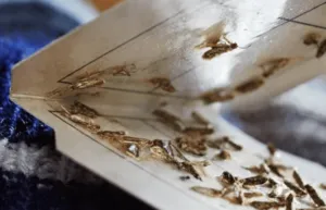 Tipologia di tarme Tipologia di tarme