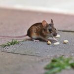 Topo si nutre dei resti di cibo all'esterno