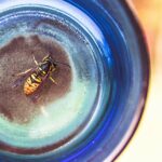 Una vespa su un barattolo blu